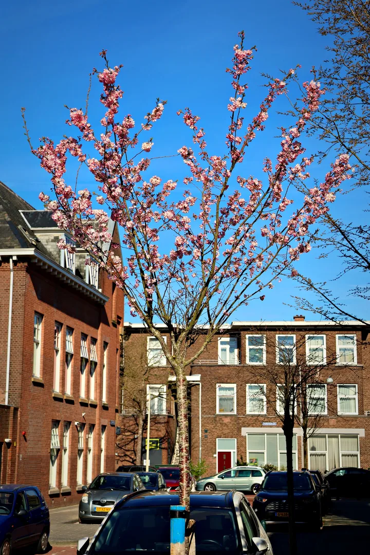 Bloesemboom voor Haagse rijwoningen in de lente